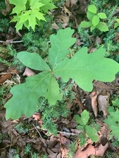 White oak quercus for sale  Lexington