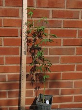 Acer palmatum arakawa for sale  Rochester