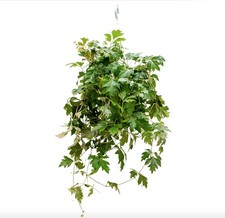 Grape ivy cissus for sale  ABINGDON