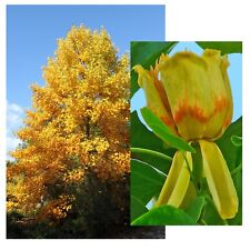 Samen tulpenbaum blüten gebraucht kaufen  Calw