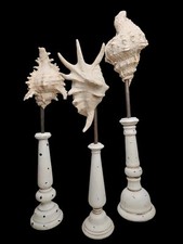 decorative seashell set for sale decorative seashell set for sale Fort Lauderdale
