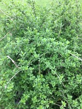 Goji berry live for sale  Mckinney