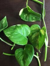Pothos nitrate remover for sale  WARRINGTON