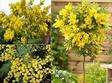 Silver wattle mimosa for sale  BROCKENHURST