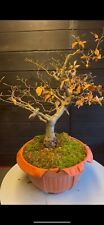 Faggio yamadori bonsai for sale  Shipping to Ireland