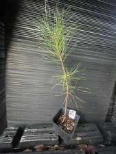 loblolly pine for sale loblolly pine for sale Martin