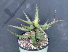 Aloe gargoyle karen for sale  Gainesville