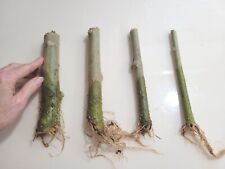 Rooted angel trumpet for sale  Chesapeake