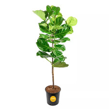 Ficus lyrata fiddle for sale  Miami
