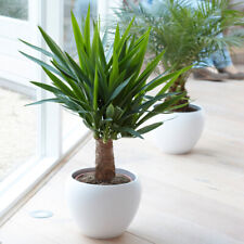 Yucca elephantipes plant for sale  UK