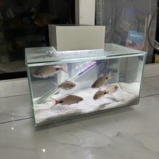 Fluval edge aquarium for sale  LONDON
