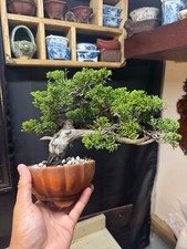 Shimpaku itoigawa evergreen for sale  Houston