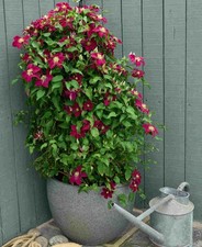 Clematis elpis shortlisted for sale  PERSHORE