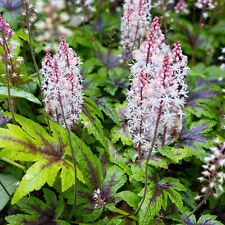 Tiarella sugar spice for sale  UK