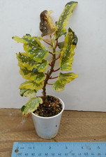 begonia plant for sale begonia plant for sale Lexington