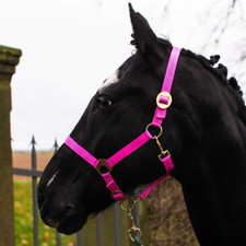 Cavezza per cavallo usato  Roma