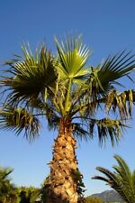 Washingtonia robusta 10 for sale  UK