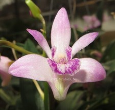 orchids kingianum dendrobium for sale orchids kingianum dendrobium for sale Ninety Six
