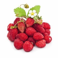 Photo fraise bois d'occasion Photo fraise bois d'occasion  France