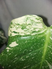 Monstera thai constellation gebraucht kaufen  Osterhofen