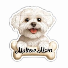 Maltese mom pets for sale  Riverside
