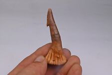 Dent fossile poisson d'occasion  Forcalquier