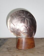 Coquillage sculpte ancien d'occasion  Château-d'Olonne