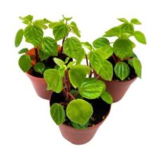 Peperomia meridana inch for sale  Apopka