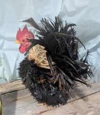 Serama frizzle hatching for sale  Chazy