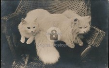 Cadeira de vime RPPC dois gatos brancos de pêlo comprido 1911 Blackpool, Grã-Bretanha vintage comprar usado Cadeira de vime RPPC dois gatos brancos de pêlo comprido 1911 Blackpool, Grã-Bretanha vintage comprar usado  Enviando para Brazil