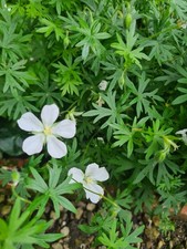 Geranium sanguineum album for sale  ASHBY-DE-LA-ZOUCH