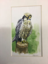 lanner for sale lanner for sale DROITWICH