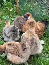 Miniature gold partridge for sale  MARTOCK