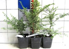 Ulmus parvifolia seiju gebraucht kaufen  Bad Bergzabern