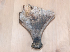 Real moose antler for sale  USA