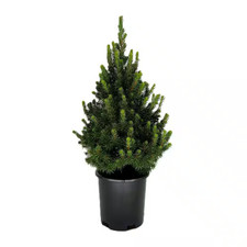 2.5 qt. dwarf for sale  Denver