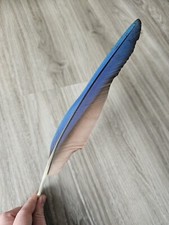Blaue vogelfeder papageienfede gebraucht kaufen  Haarbach