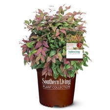 Gal. nandina blush for sale  San Jose