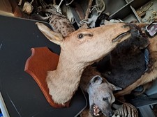 Taxidermie biche d'occasion Taxidermie biche d'occasion  Lorient