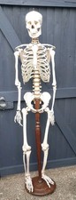 Vintage human skeleton for sale  FAVERSHAM