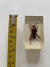 Real spider clear for sale  CHESTERFIELD