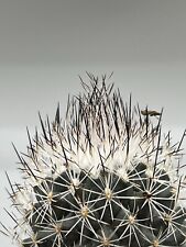 Gymnocactus beguinii vaso usato  Monterosso Almo