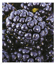 Brombeeren max xxl gebraucht kaufen  Bensheim