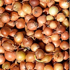Easy grow onion for sale  Milwaukee