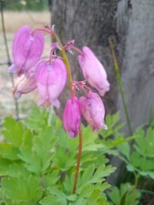 Bleeding hearts pink for sale  Blaine
