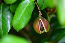 Tea oil camellia for sale  Russell