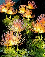 Seashore flower lights for sale  BRADFORD