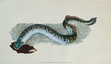 Antique fish print for sale  SHREWSBURY