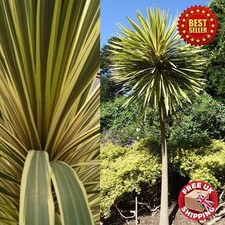 Hardy cordyline australis for sale  LIVERPOOL