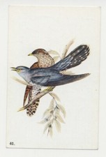 Cuculus canorus cuckoo d'occasion  Expédié en Belgium